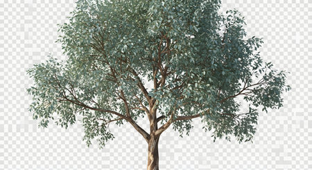 A solitary eucalyptus tree stands tall with a full canopy of green leaves against a transparent background.の素材