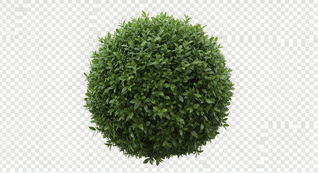 A perfectly manicured, dense green oval bush isolated on a transparent background, ready for digital use.の素材
