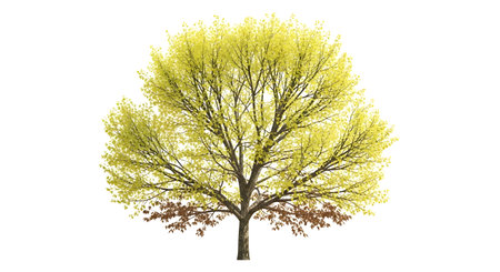A solitary, full-bodied tree with vibrant green foliage and visible branches against a white background.の素材