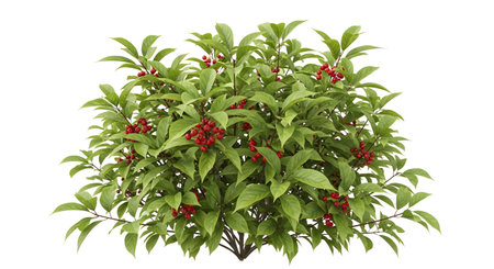 A vibrant green bush displays numerous red blossoms and small white flowers against a clean white background.の素材