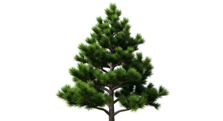 A single, full-bodied evergreen pine tree with lush green foliage stands tall against a clean white background.の素材
