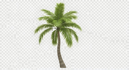 A single, vibrant green coconut palm tree stands tall with its fronds spread wide against a transparent background.の素材
