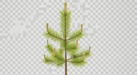 A slender, young pine tree with vibrant green needles and a transparent background, perfect for digital use.の素材