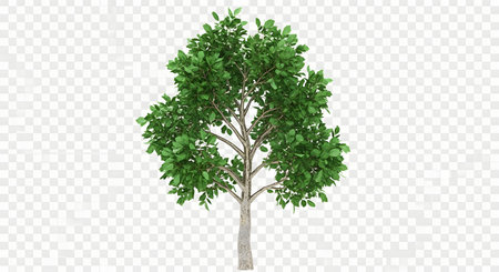 A single, healthy birch tree with lush green foliage stands isolated against a transparent background, showcasing its delicate branches and textured bark.の素材