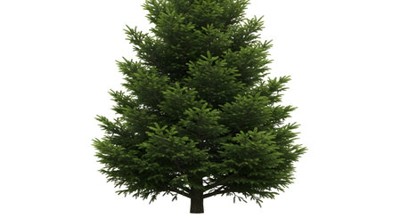 A full, vertical shot of a coniferous tree with lush, dark green needles and a visible trunk, presented against a stark white backdrop.の素材