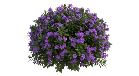 A dense, rounded bush is completely covered in small, bright purple flowers and green leaves, set against a white background.の素材