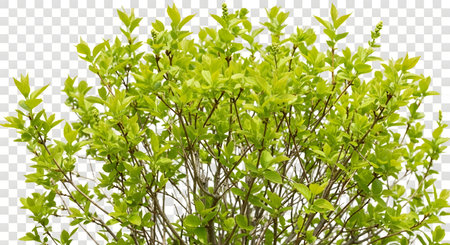 A close-up of a lush green bush with abundant foliage and visible thin branches against a transparent background.の素材