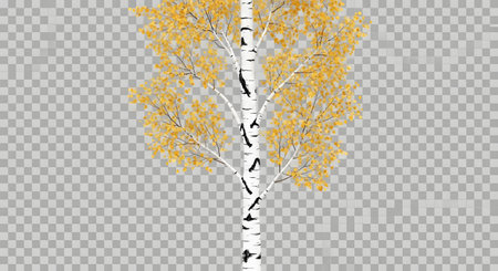 A close-up view of a white birch tree trunk with golden yellow autumn leaves against a transparent checkered background.の素材
