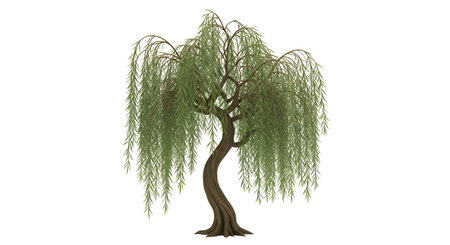 A solitary weeping willow tree stands tall with its characteristic long, drooping branches covered in lush green foliage against a white background.の素材