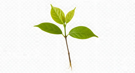 A young plant with vibrant green leaves emerges from a thin stem, isolated against a clean white backdrop.の素材