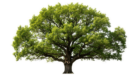 A solitary, mature deciduous tree stands with its branches spread wide, covered in vibrant green leaves against a white background.の素材