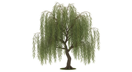 A solitary weeping willow tree stands tall with its characteristic long, flowing branches and abundant green leaves against a white background.の素材
