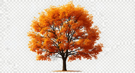 A deciduous tree displays its full glory with bright orange leaves, isolated against a transparent backdrop, showcasing autumn's beauty.の素材
