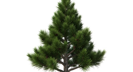 A solitary, full evergreen pine tree stands tall against a white background, showcasing its dense foliage and sturdy trunk.の素材