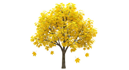 A solitary tree displays a full canopy of bright yellow leaves, with several leaves detaching and falling against a stark white backdrop.の素材