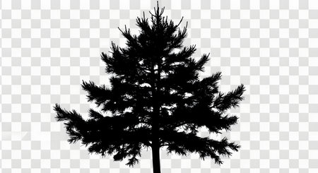 A detailed black silhouette of a mature pine tree with dense foliage and a visible trunk, isolated on a transparent background.の素材