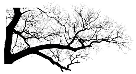 A stark black silhouette of a large, bare tree with complex, branching limbs against a clean white background.の素材