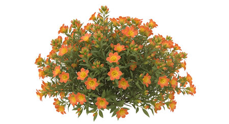 A lush green bush is covered in numerous small, vibrant orange flowers, creating a beautiful natural display.の素材