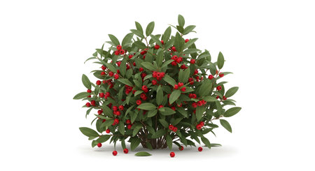A dense evergreen holly bush with dark green leaves and numerous bright red berries, presented in isolation on a white backdrop.の素材