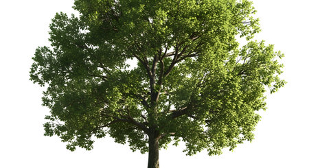 A vibrant, mature deciduous tree with dense green leaves stands tall against a stark white backdrop, showcasing its full canopy.の素材