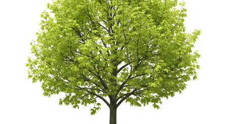 A vibrant, full-foliage deciduous tree with a dense green canopy and visible branches, isolated on a clean white background.の素材