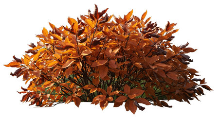 A dense, round bush showcasing a rich tapestry of autumn foliage in shades of reddish-orange and brown against a white background.の素材