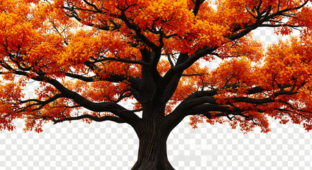 A majestic tree displays a dense canopy of brilliant orange leaves, set against a bright white background.の素材