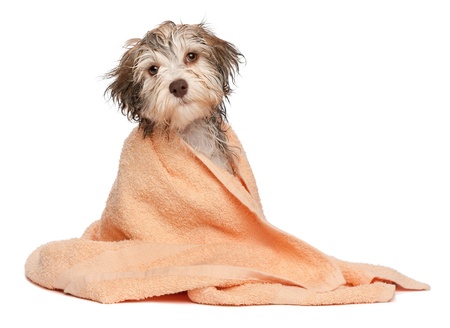 A wet chocolate havanese puppy dog after bath is dressed in a peach towel isolated on white backgroundの写真素材