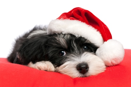 Cute Bichon Havanese puppy dog in Christmas - Santa hat is lying on a red cushion. Isolated on a white background Cute Bichon Havanese puppy dog in Christmas - Santa hat is lying on a red cushion. Isolated on a white background
