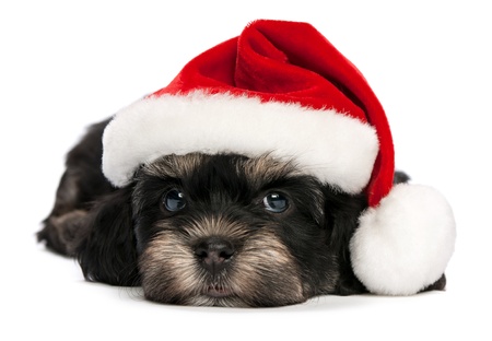 Cute lying Bichon Havanese puppy dog in Christmas hat. Isolated on a white background Cute lying Bichon Havanese puppy dog in Christmas hat. Isolated on a white background