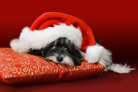 Cute havanese puppy dog with Santa hat on a red cushion. Before red backgroundの写真素材