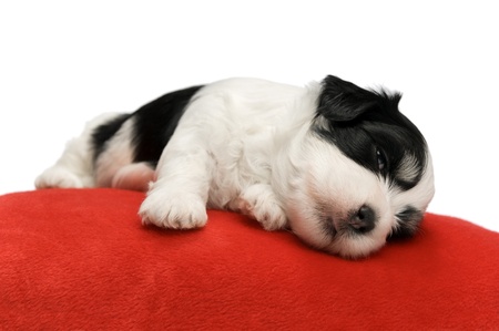 A cute sleeping little spotted havanese puppy dog on a red cushion isolated on white backgroundの写真素材