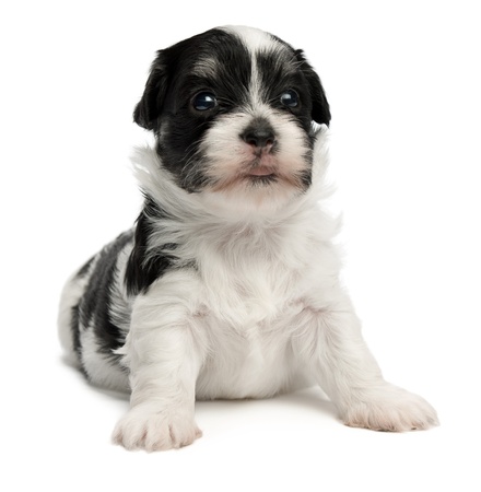 A cute sitting little spotted havanese puppy dog isolated on white backgroundの写真素材