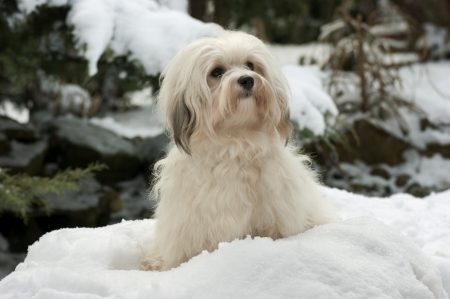 Portrait of a cute little Havanese girl dog is sitting in the snowの写真素材