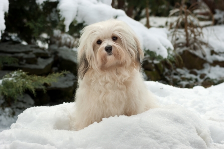 Portrait of a cute little Havanese girl dog is sitting in the snowの写真素材