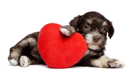 A cute valentine havanese puppy dog with a red heart, isolated on white backgroundの写真素材