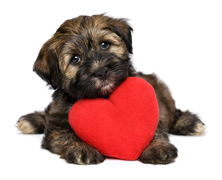 A cute lover valentine havanese puppy dog with a red heart is looking upward, isolated on white backgroundの写真素材