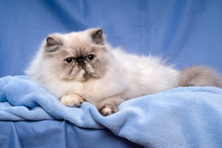 Cute persian blue tortie colorpoint cat is lying on a blue bedspread before blue backgroundの写真素材