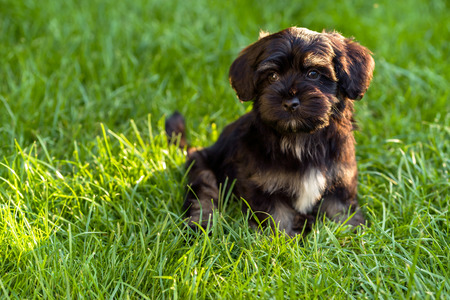 Beautiful little black and tan havanese puppy dog sitting in the grassの写真素材