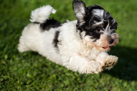 Happy little havanese puppy dog is running and jumping towards camera in the grassの写真素材