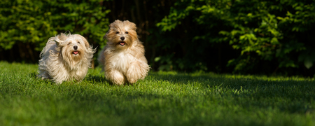 Two happy havanese dog is running towards the camera in the grass - wide banner formatの写真素材