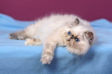 Cute blue-cream colorpoint persian kitten is lying on a blue bedspread in front of a purple wall backgroundの写真素材