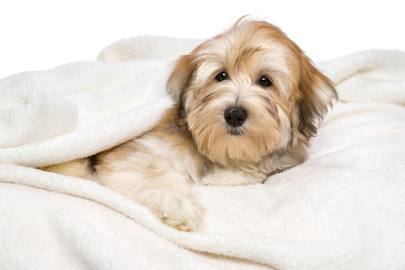 Cute reddish Bichon Havanese puppy dog is lying on a white bedspread. Isolated on a white backgroundの写真素材