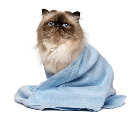 Cute groomed persian seal colourpoint cat after bath is sitting wrapped in a blue towel - isolated on white backgroundの写真素材