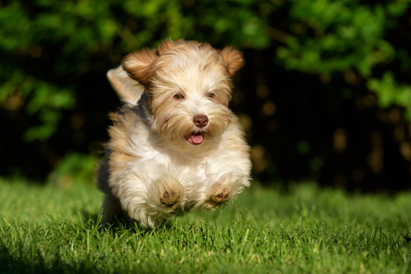 Playful chocolate colored havanese puppy dog chasing a ball in the grassの写真素材
