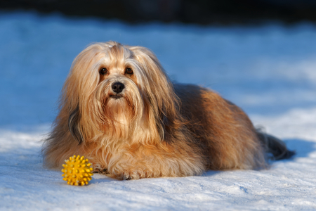 Beautiful show champion havanese female dog lying in a snowy park with a yellow ballの写真素材