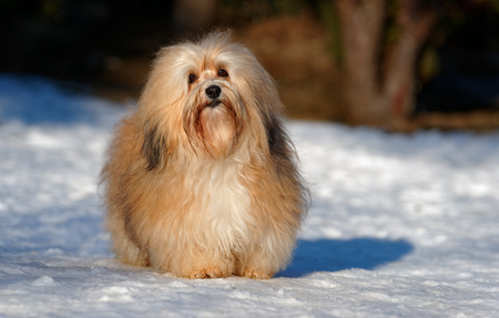 Beautiful show champion havanese female dog stands in a snowy parkの写真素材