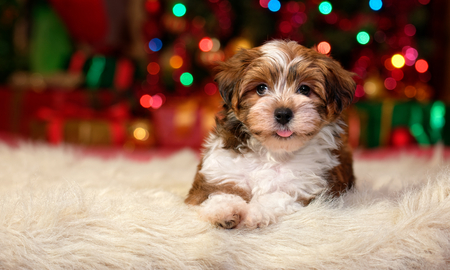 Close up of a happy Bichon Havanese puppy dog is lying in front of a Christmas tree lightsの写真素材