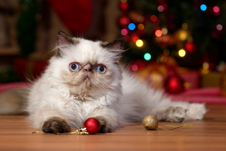 Cute persian colorpoint kitten is playing with some ball ornaments in front of a Christmas treeの写真素材