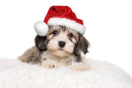 Cute Bichon Havanese puppy dog is lying on a white cushion in Santa's hat - isolated on white background の写真素材